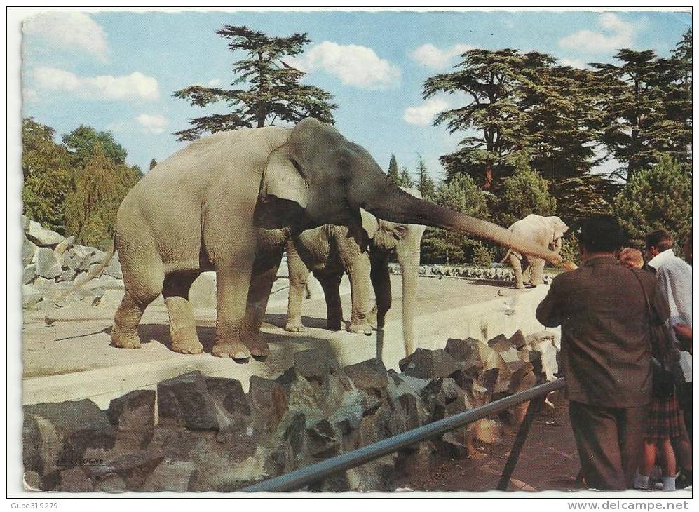 POSTCARD ELEPHANTS - FRANCE - LYON - LE PARC DE LA TETE D´OR-LE TRUPEAU D´ ELEPHANT - NEW / PAS USAGE/ NUOVA - Elefanti