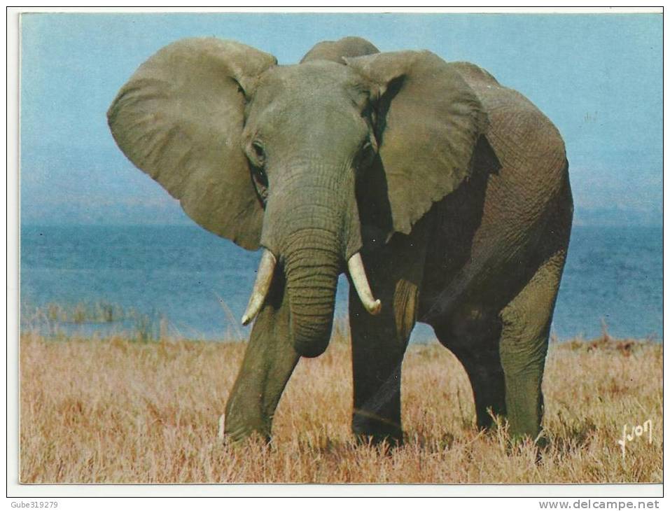POSTCARD ELEPHANTS - FRANCE - ANIMAUX D´AFRIQUE  EN LIBERTE  - NEW / PAS USAGE/ NUOVA - Elefanti