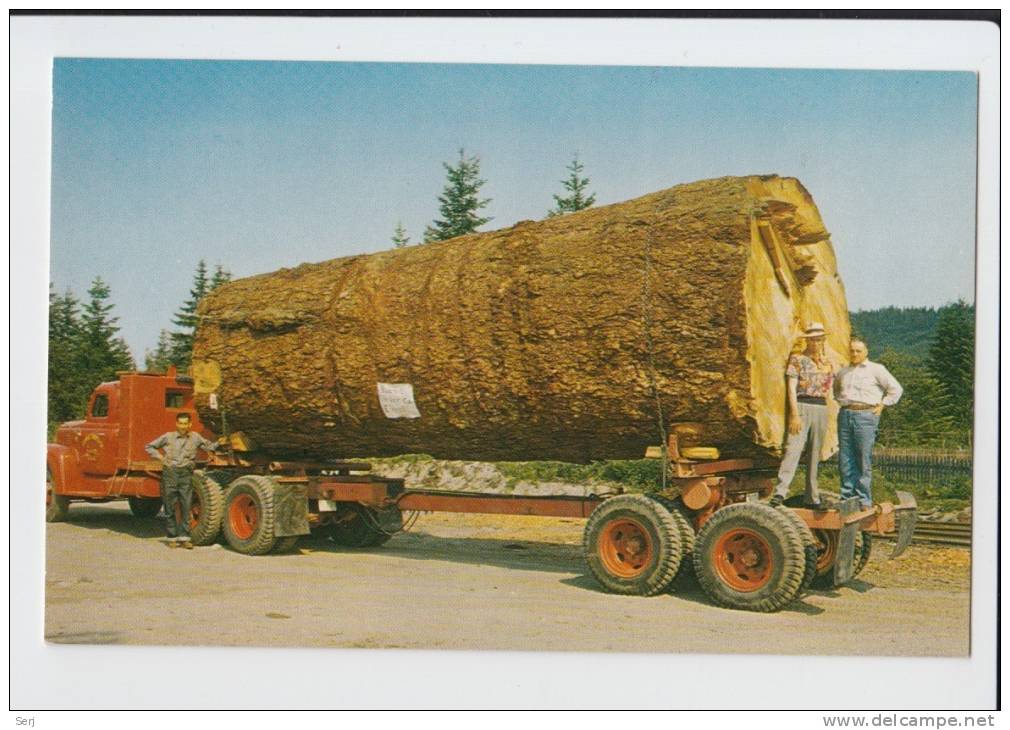 GIANT FIR LOG , OREGON . Old PC . USA - Other & Unclassified