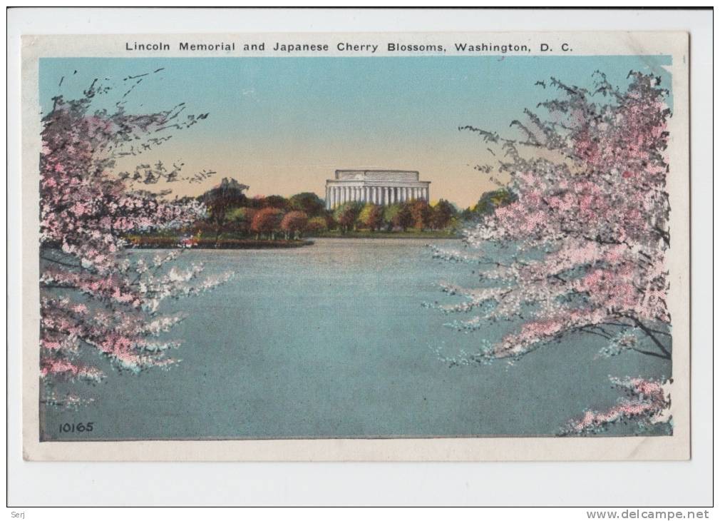 LINCOLN MEMORIAL AND JAPANESE CHERRY BLOSSOMS , WASHINGTON D.C. . Old PC . USA - Washington DC