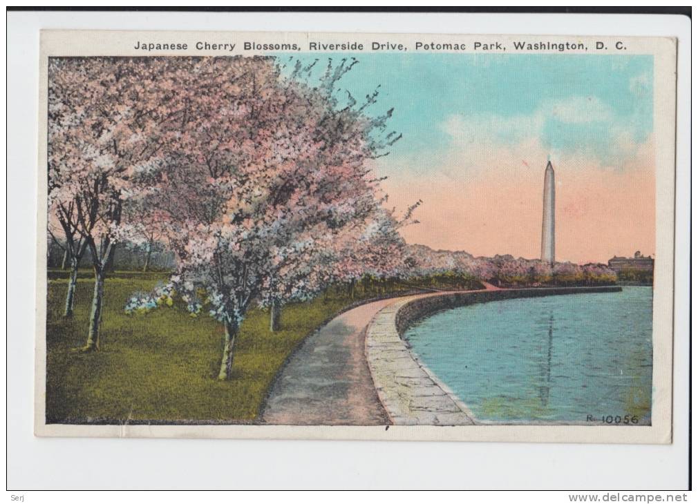 JAPANESE CHERRY BLOSSOMS RIVERSIDE DRIVE POTMAC PARK , WASHINGTON D.C. . Old PC . USA - Washington DC