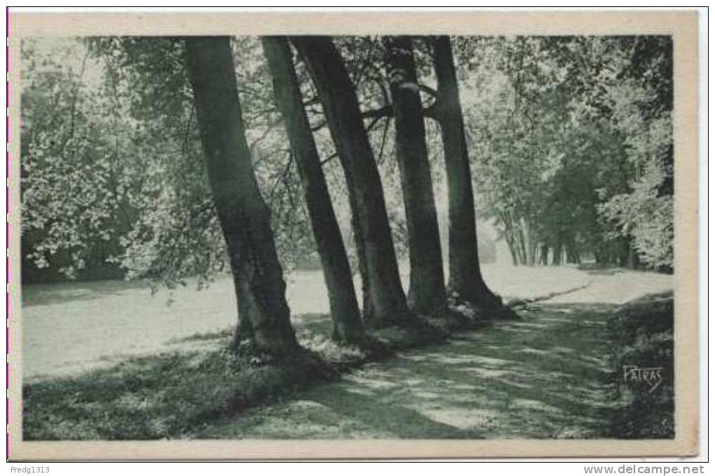 Louveciennes - Chateau De Voisins - Platanes - Louveciennes