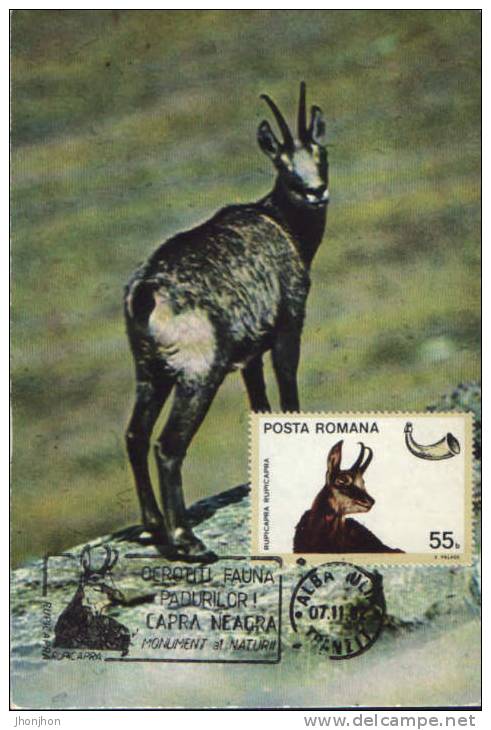Romania-Maximum Postcard 1982- Black Goat - Wild