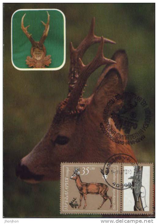 Bulgaria-Maximum Postcard 1981- Roebuck - Gibier