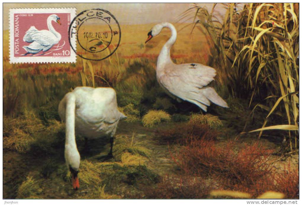 Romania-Maximum Postcard 1970-Swans In The Danube Delta - Cygnes