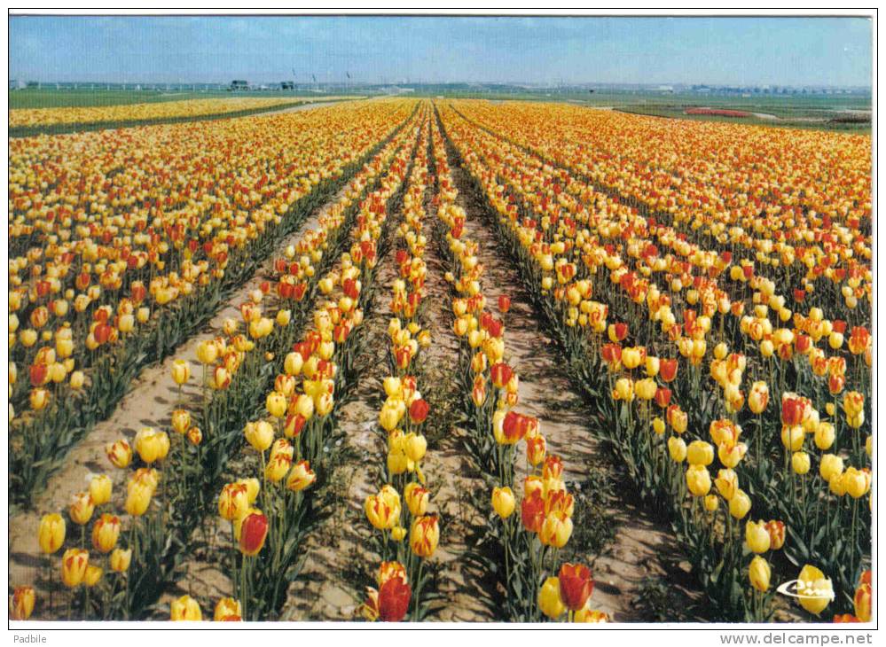 Carte Postale 95. Gonesse  Les Tulipes Trés Beau Plan - Gonesse