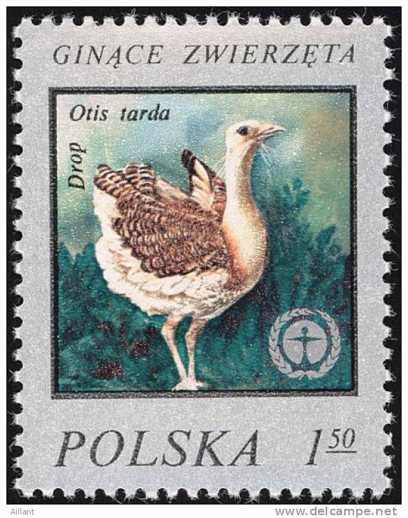 Pologne. Poland. 1977    Outarde Barbue ( Otis Tarda ). ** - Gallinacées & Faisans