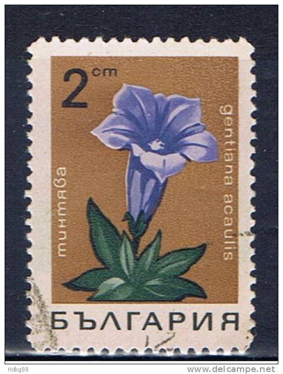 BG+ Bulgarien 1968 Mi 1792 Enzian - Used Stamps