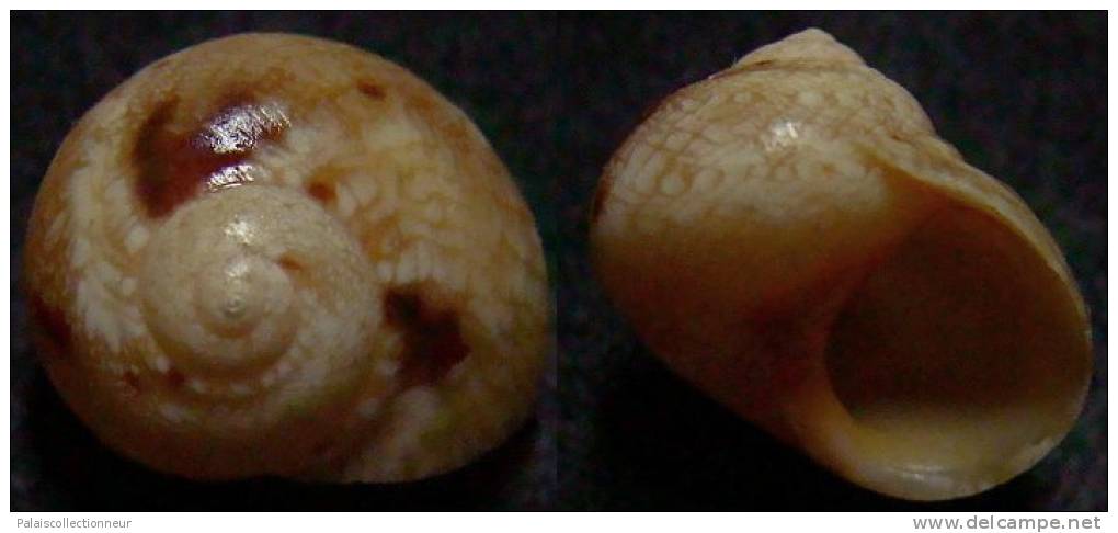 N°4136 //  CHRYSOSTOMA  PARADOXUM  "Nelle-CALEDONIE" // GEM : 15,1mm  . - Seashells & Snail-shells