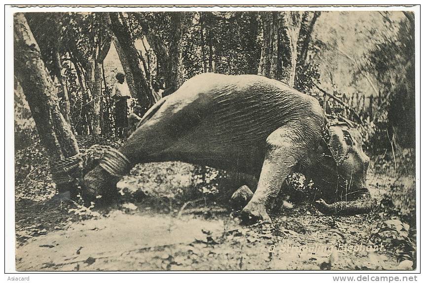 Ceylon  Platé No 66  A Struggling Elephant  Attaché A Un Arbre - Sri Lanka (Ceylon)