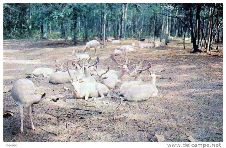 17259    Stati  Uniti,   Michigan,  Hougton  Lake White  Deer  At  Johnson"s  Rustic  Resort,  NV - Andere & Zonder Classificatie