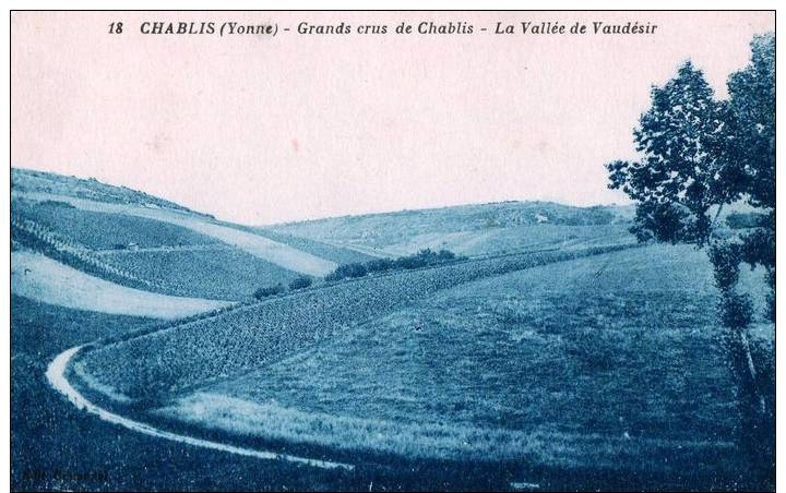 CPA 89 CHABLIS - GRAND CRU DE CHABLIS - LA VALLÉE DE VAUDESIR - Chablis