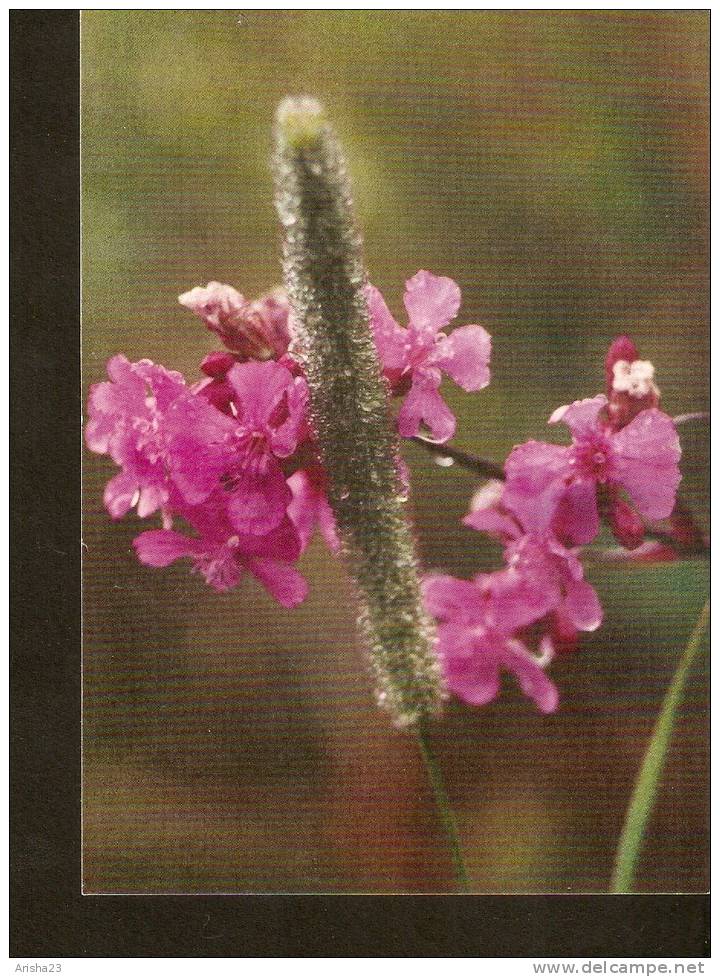 Latvia Flora Flowers Plant - Plantes Médicinales