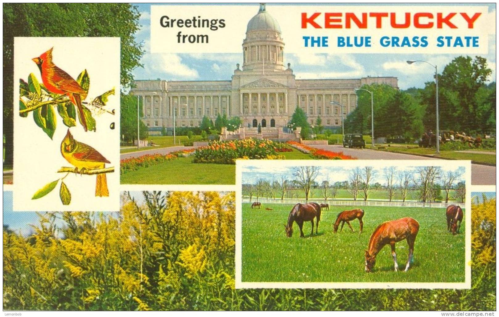 USA – United States –  Greetings From Kentucky, The Blue Grass State, Unused Postcard [P4427] - Autres & Non Classés