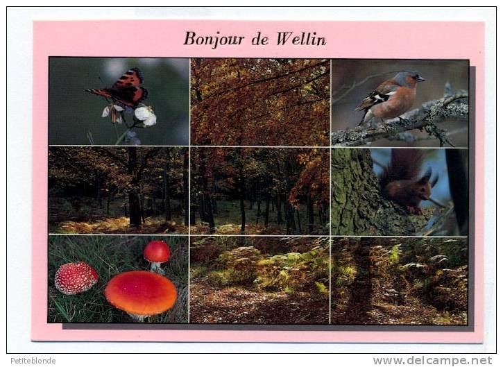 (H252) - Bonjour De Wellin - Wellin