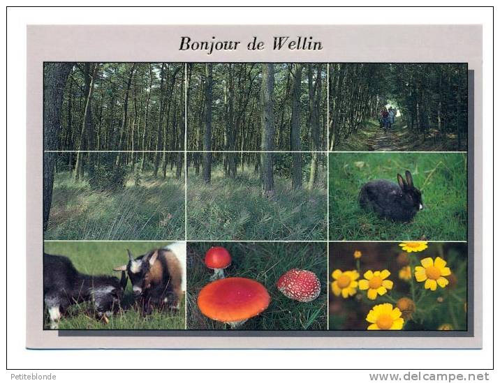 (H253) - Bonjour De Wellin - Wellin