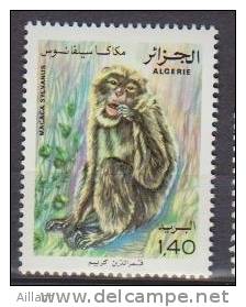 Algérie. Algeria.  Macaque Berbère  (Macaca Sylvanus) ** - Affen