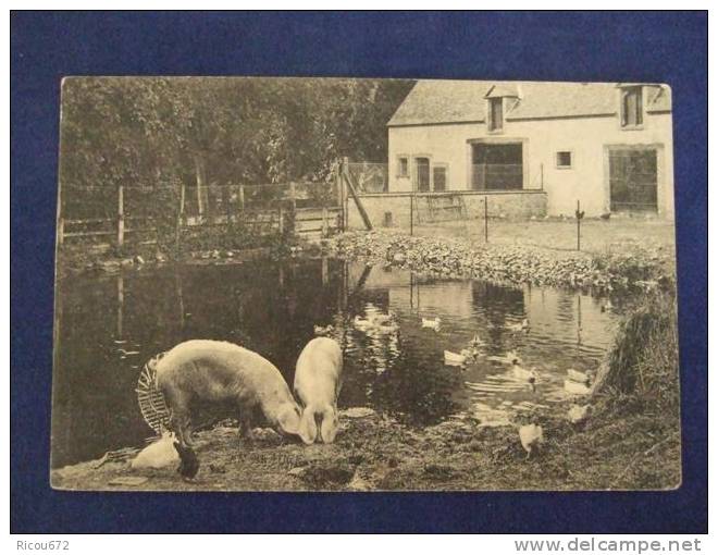 ANGERVILLE ( Mare -  Cochons ) En Beauce - Coin De Ferme - Angerville