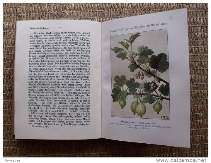 LIVRE - NATURE - ARBRES ET BUISSONS - UNSERE WALDBÄUME, STRÄUCHER UND ZWERGHOLZGEWÄCHSE - L. KLIEN - HEILDELBERG - Nature