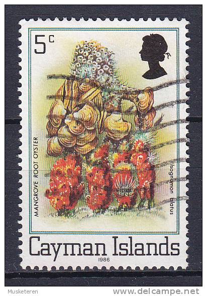Cayman Islands 1986 Mi. 457 YC II     5 C Mangroove Root Oyster Jahreszahl 1986 Perf. 14½ - Cayman (Isole)