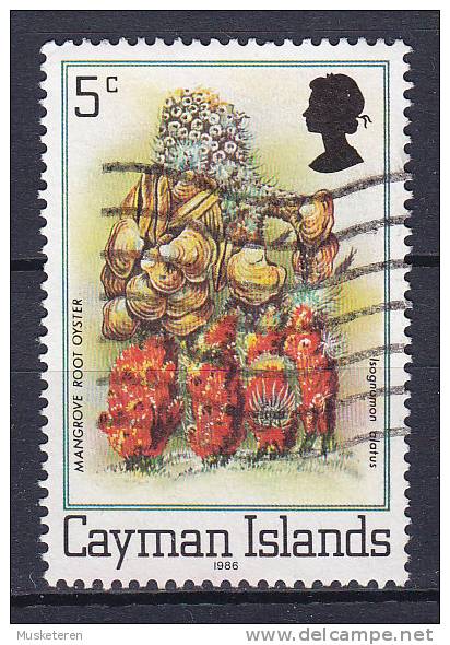 Cayman Islands 1986 Mi. 457 YC II     5 C Mangroove Root Oyster Jahreszahl 1986 Perf. 14½ - Kaaiman Eilanden