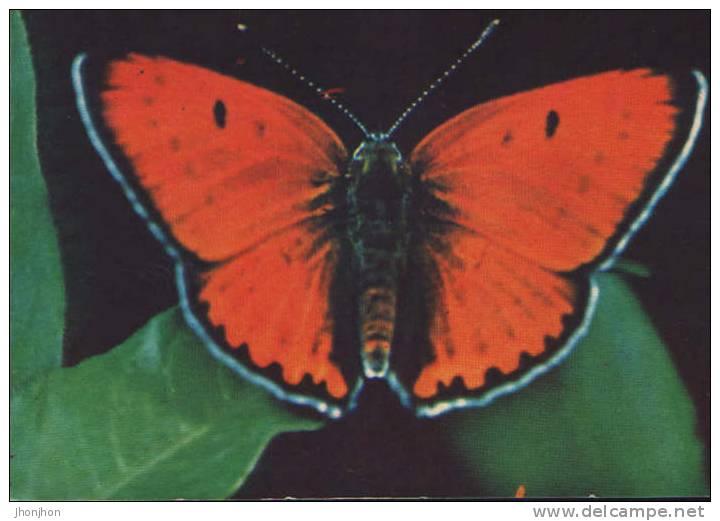 Romania-Postcard-Butterfly-Chrysophanus Dispar - Butterflies