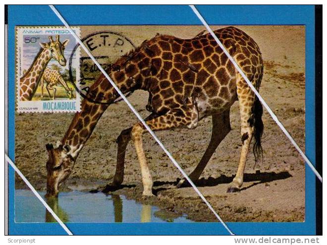 Girafes Giraffes Drinking Animals Animaux Faune Fauna Mammifères African Mozambique Carte Maximum Card Sp1816 - Jirafas