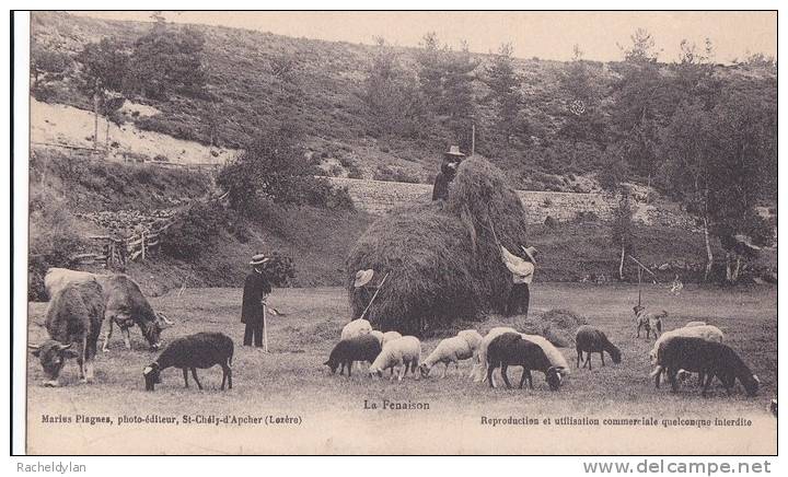 SAINT CHELY D´APCHER " La Fenaison " - Cultures