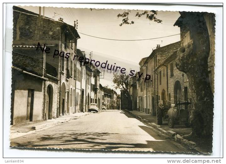 - LA ROQUEBRUSSANNE - ( Var ) - Avenue Du Portail - Non écrite, Neuve, Cliché Peu Courant, Splendide, TTBE, Voir Scans. - La Roquebrussanne