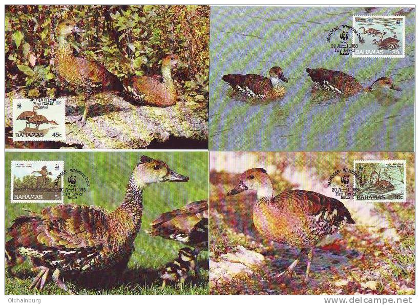 0212ad: WWF- Serie 4 Maxicards Kuba- Pfeifgans, Bahamas, 4 Stück - Geese