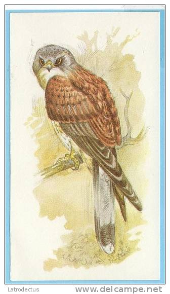 Grandee British Birds Collection - 11 - Kestrel, Torenvalk, Faucon Crécerelle - Player's