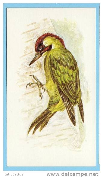 Grandee British Birds Collection - 25 - Green Woodpecker, Pic Vert, Groene Specht - Player's