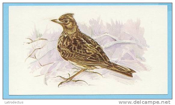 Grandee British Birds Collection - 26 - Skylark, Alouette Des Champs, Veldleeuwerik - Player's