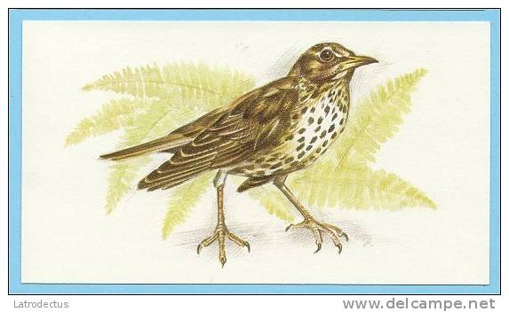 Grandee British Birds Collection - 30 - Mistle Thrush, Grive Draine, Grote Lijster - Player's