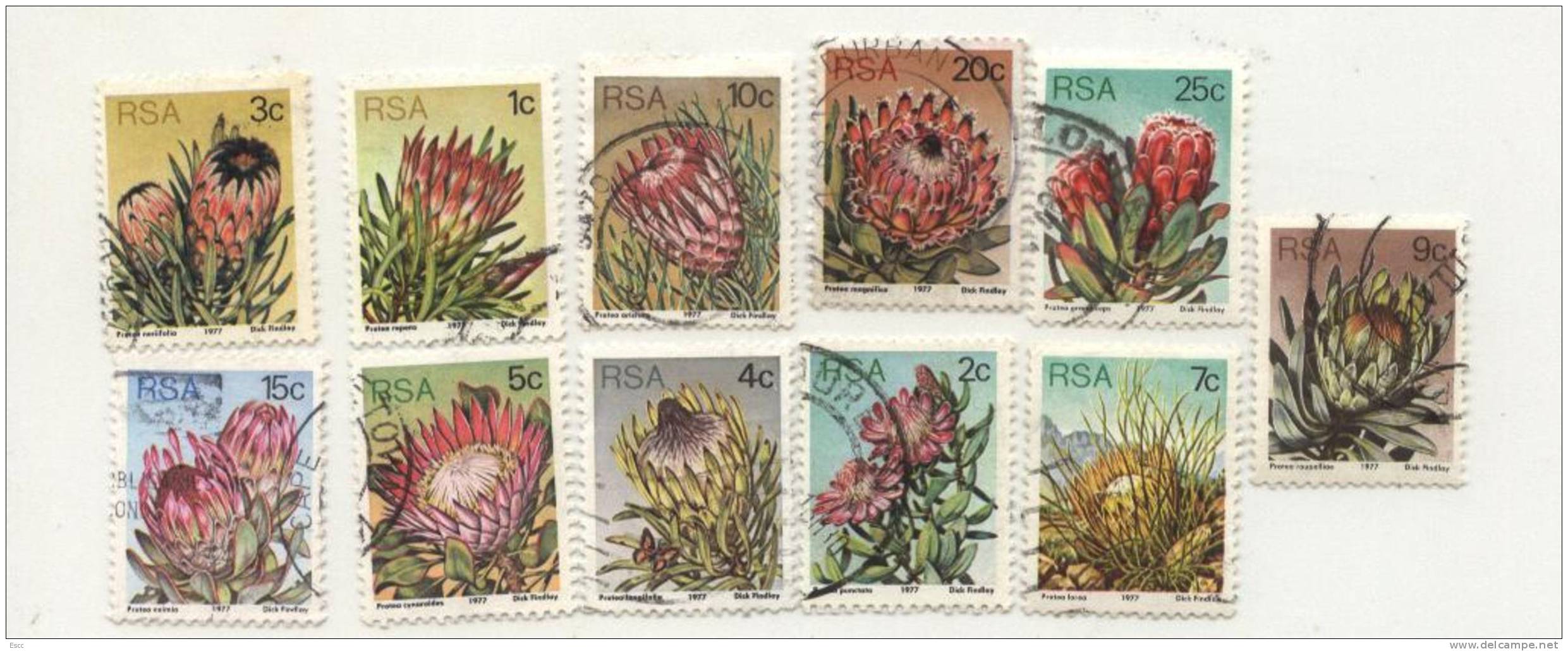 Used Stamps Cactuses 1977 From South Africa RSA - Sukkulenten