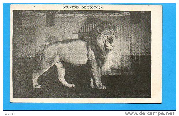 Souvenir De BOSTOCK - Lion - Cirque - Lions