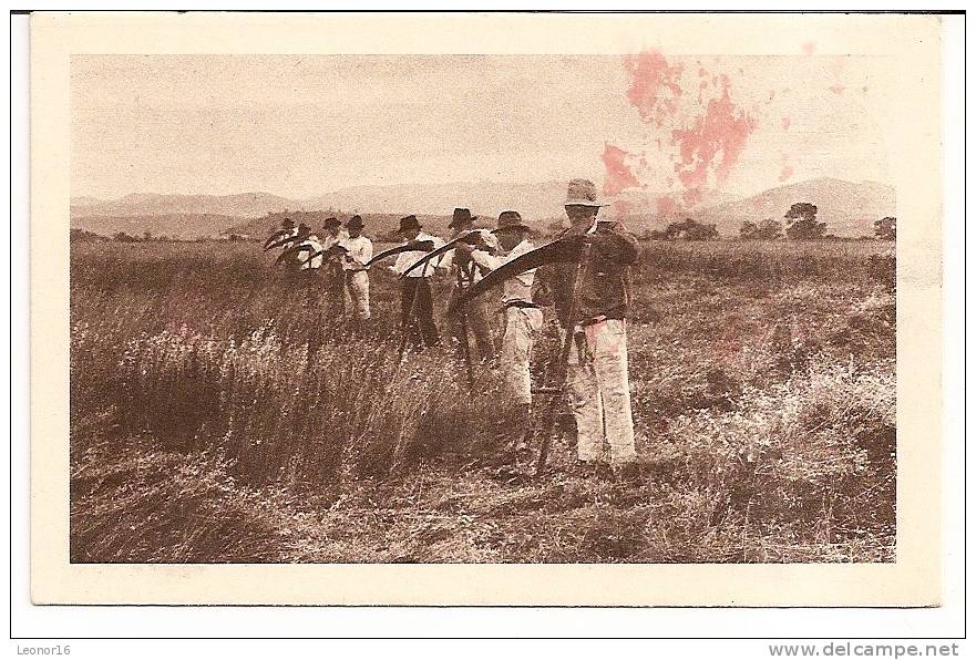 CARTE POSTALE -  *FAUCHEURS AFFUTENT LEURS FAUX * Edité Par " CHOCOLAT KLAUS "de MORTEAU (France) Et  LE LOCLE ( Suisse) - Chocolate