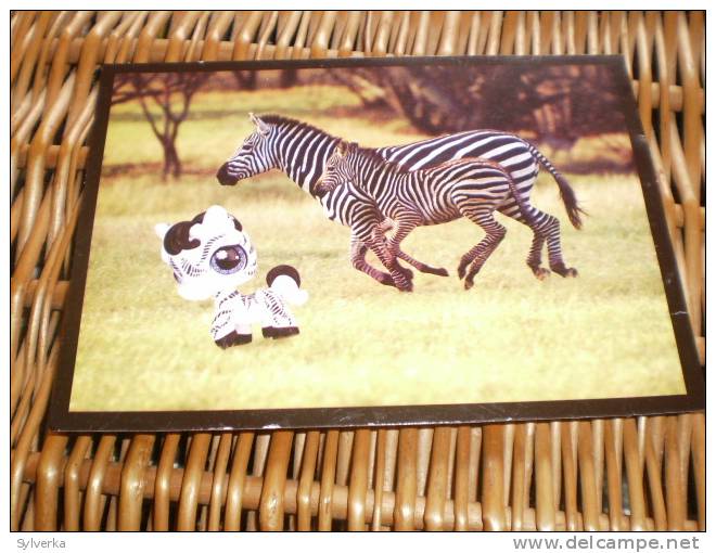 Tier Postkarte  Zebra LPS - Zebras