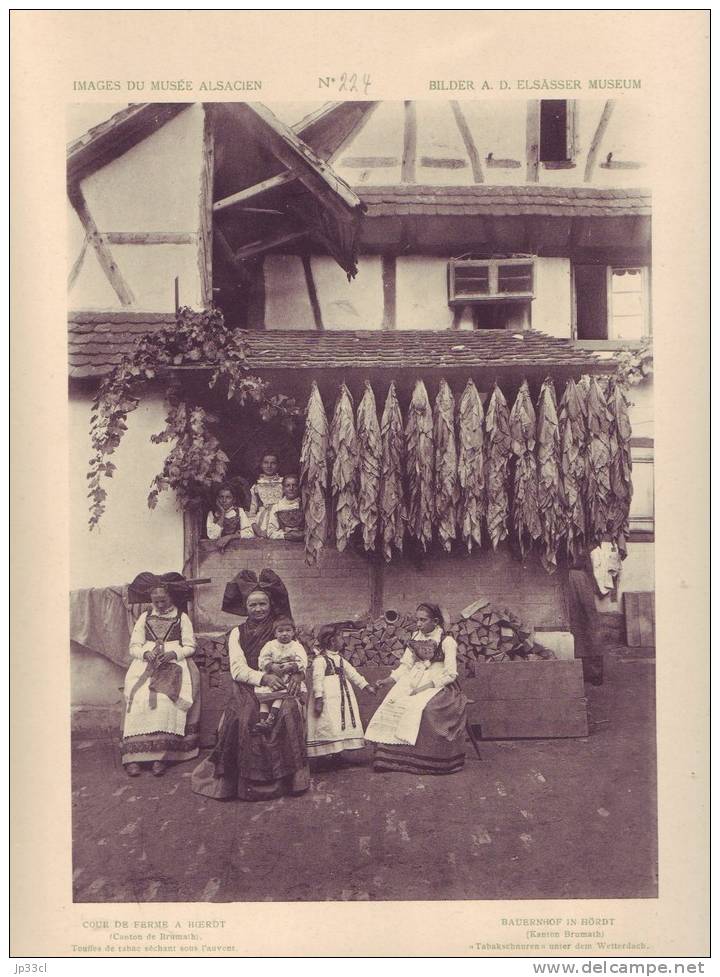 Image Grand Format Du Musée Alsacien N° 224 : Cour De Ferme à Hoerdt - Touffes De Tabac Séchant - Andere & Zonder Classificatie