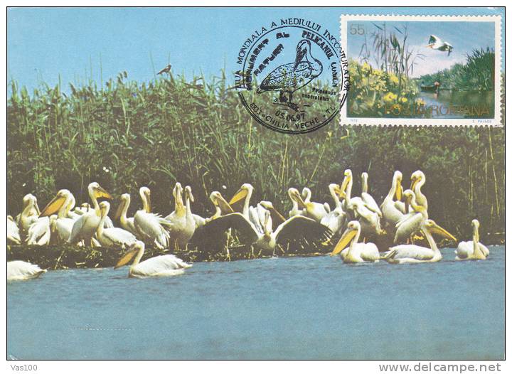 Romania,Pelicans,CM,maxicard,carte Maximum With Birds WWF 1997. - Pelikane