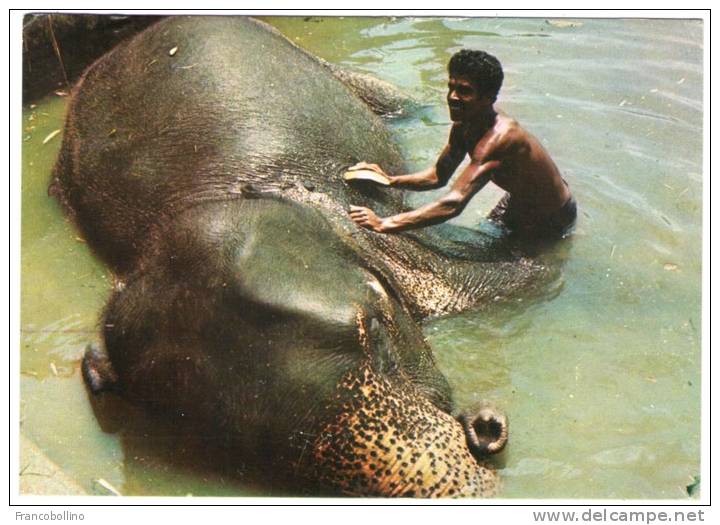 SRI LANKA (CEYLON) - ELEPHANT'S BATH.KATUGASTOTA / THEMATIC STAMP-FISH-SAPPHIRE - Sri Lanka (Ceylon)