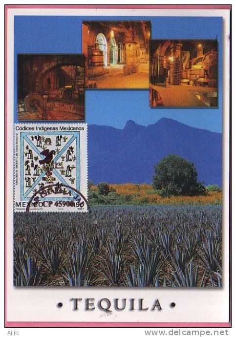 MEXIQUE. Tequila. Liqueur Faite Avec L'Agave Azul Tequilana.  Une Carte-maximum - Sukkulenten