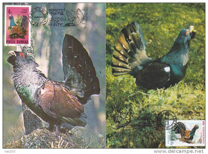 "Tetrao Urogallus", Cock, Rooster , Grouse,2X,1985-86,CM,maxicard,cartes Maximum Romania. - Gallinacées & Faisans