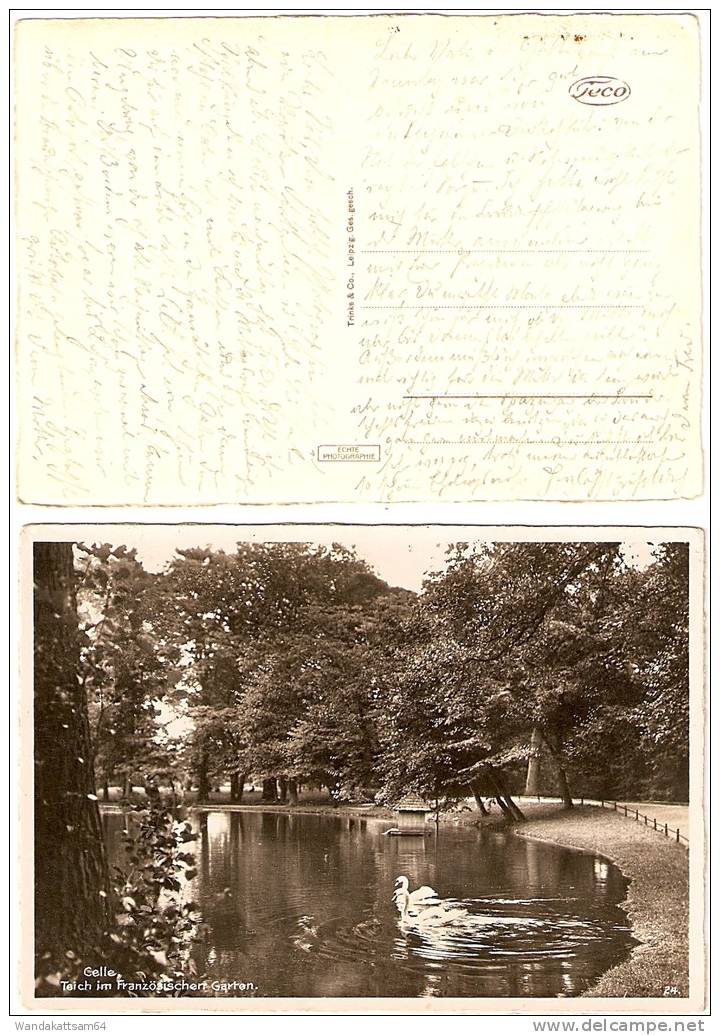 AK 24 Celle, Teich Im Französischen Garten. Schwäne ECHTE PHOTOGRAPHIE Trinks & Co., Leipzig Ges. Gesch. - Celle