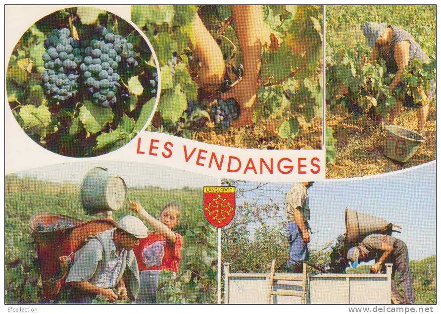 Les Vendanges En Languedoc,Roussillon,héra Ult,vin,vignes,blason,agr Iculteurs,paysans,vendang Eurs,porteurs,mètiers - Languedoc-Roussillon