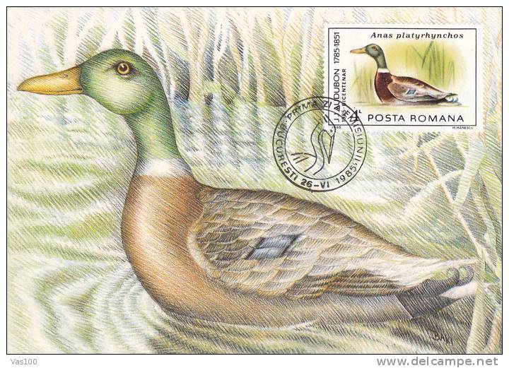 Birds J. Audubon,1985,MC,maxicard – Carte Maximum, Romania. - Swans