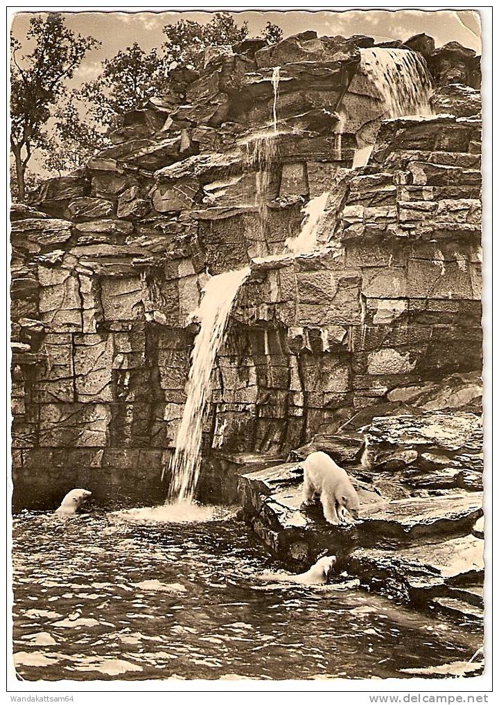 AK 277 Tierpark Berlin Eisbären-Freianlage Mit Wasserfall 1.6.58 Berlin (Kartenschreibdatum) Nach Jena Thüringen Briefma - Tiergarten