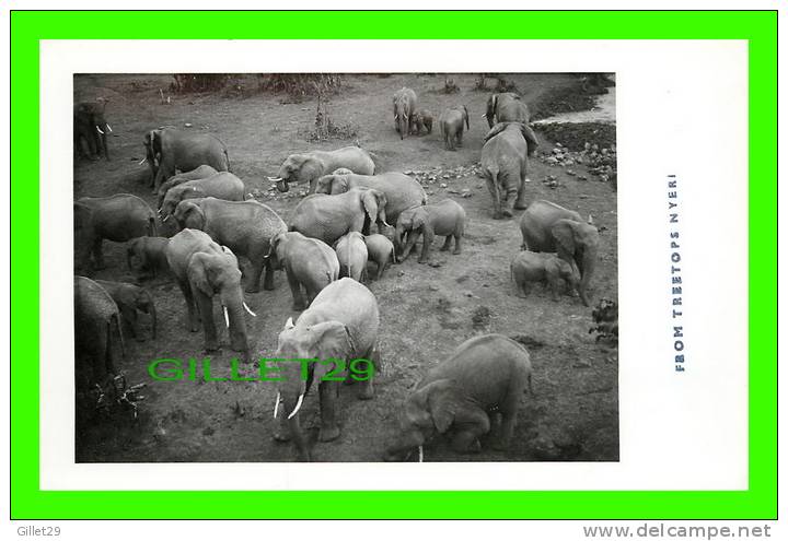 ELEPHANTS - PICTURES TAKEN FROM TREETOPS ZOO,  NYERI, KENYA - PHOTO G.A. MASON SMITH - - Olifanten