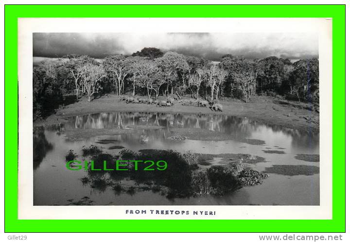 ELEPHANTS - PICTURES TAKEN FROM TREETOPS ZOO,  NYERI, KENYA - PHOTO G.A. MASON SMITH - - Olifanten