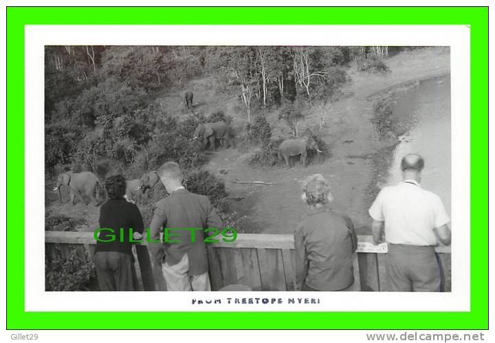 ELEPHANTS - PICTURES TAKEN FROM TREETOPS ZOO,  NYERI, KENYA - PHOTO G.A. MASON SMITH - - Olifanten